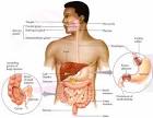 digestion