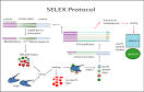 Aptamers from Gene Link
