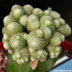 Blossfeldia liliputiana