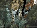 WWF - Amur leopard