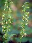 More sizes. Dune Helleborine (Epipactis dunensis), Close House Riverside - via Daymix
