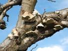 Birch Polypore (Piptoporus - via Daymix