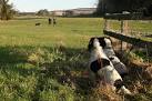 Note the body language of the Springers which finds them atremble in - via Daymix