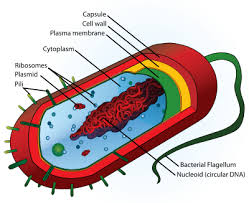 Prokaryotic Cell
