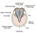 Ten Hoof Care Tips to Help Keep Your Horse's Hooves Healthy and ...