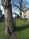 Tree Guards beyond the call of - via Daymix