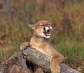 MDC confirms MOUNTAIN LION report in Macon County — Sedalia News ...