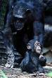 Chimpanzee - Wikipedia