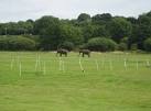 of an itinerant herd of elephants (Elephas maximus indicus) that quietly - via Daymix