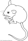 Mouse coloring page