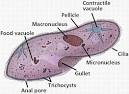 Protists: Stem Eukaryotes