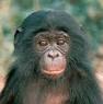 Bonobos