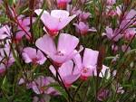 File:<b>Clarkia</b> rubicunda subsp.
