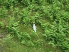 Most litter makes the place you are look untidy, helium balloons have the - via Daymix