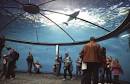 DOLPHIN ADVENTURE