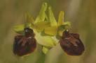mimicry of the flowers, - via Daymix