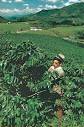 coffee: plantation in Colombia -- Britannica Online Encyclopedia