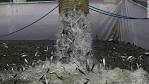 California drought: Gov. Jerry Brown issues water rules - CNN.