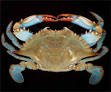 SCDNR - Blue Crab