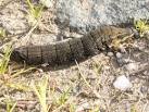 of its body to swell up; - via Daymix