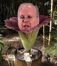 "corpse flower" in bloom.