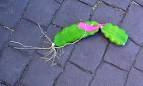 Growing dragon fruit from vine cuttings, grow pitaya, grow ...