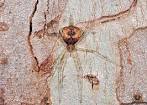 Gumtree Two-tailed Spider
