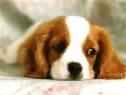 Travelling With Pets - The Travel Guide