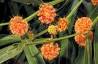 Australian Bushfood and Native Medicine Forum • View topic ...