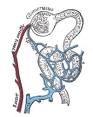 Efferent arteriole - Wikipedia, the free encyclopedia