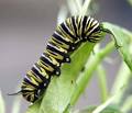 Caterpillar