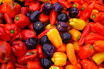 File:Capsicum annuum.JPG - Wikipedia, the free encyclopedia