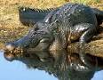 American Alligator (Alligator mississippiensis)