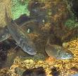 European seabass - Wikipedia, the free encyclopedia