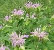 <b>Monarda</b>