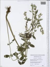 Image result for Marrubium praecox
