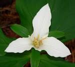 File:<b>Trillium</b> ovatum ssp ovatum 2.jpg - Wikimedia Commons