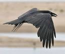 Common Raven in Alabama