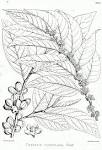 File:<b>Casearia</b> tomentosa Bra31.
