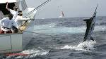 USVI Open - Atlantic Blue Marlin Tournament (ABMT). The Superbowl ...