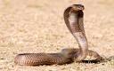 cobra pronunciation