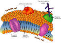 Diagram of the cell <b>membrane</b>.