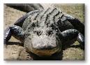 http://www.marathonbooks.com/images/Alligator2.jpg