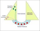 Arcuate nucleus - encyclopedia article - Citizendium