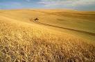 File:Wheat harvest.jpg - Wikipedia, the free encyclopedia
