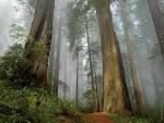 forest wallpaper987 | Deep Green Resistance