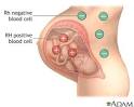 When the <b>fetal</b> RBCs enter to
