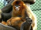 chinese monkeys
