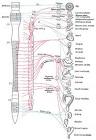 autonomic nervous system