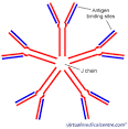 <b>Immunoglobulin M</b>